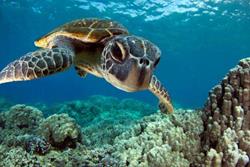 Horizon III Liveaboard - Maldives. Turtle.